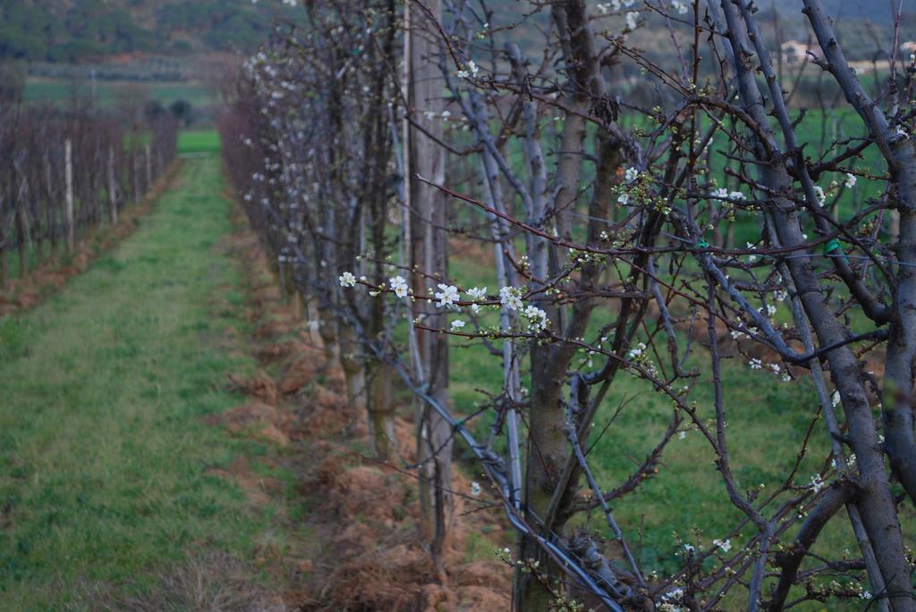 Agriturismo Val Di Nappo كاستيغليون ديلا بيسكايا المظهر الخارجي الصورة